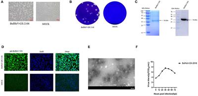 Isolation and Phylogenetic Analysis of a Hunnivirus Strain in Water Buffaloes From China